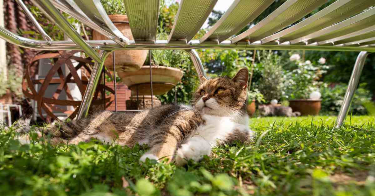 Kako Zaštititi Vrt od Mačaka + 11 Biljaka koje će ih Otjerati