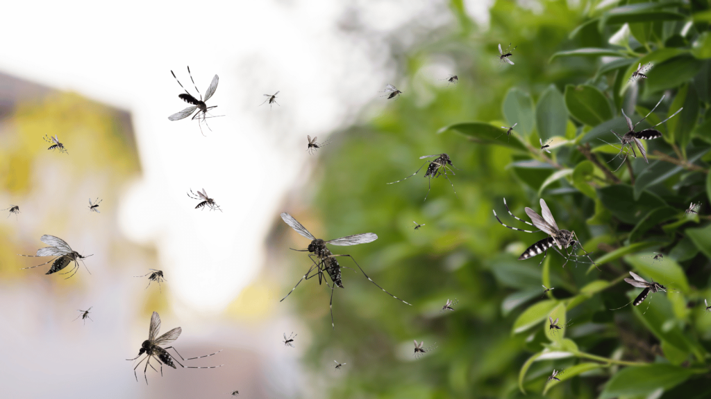 kako se rijesiti komaraca